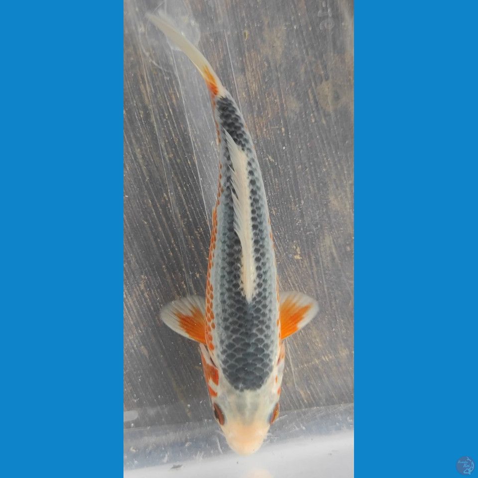 Asagi 15cm