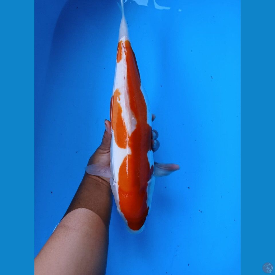 Doitsu40cm