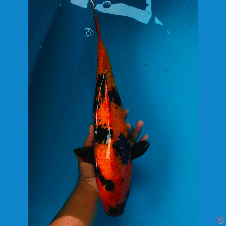 utsuri 40cm