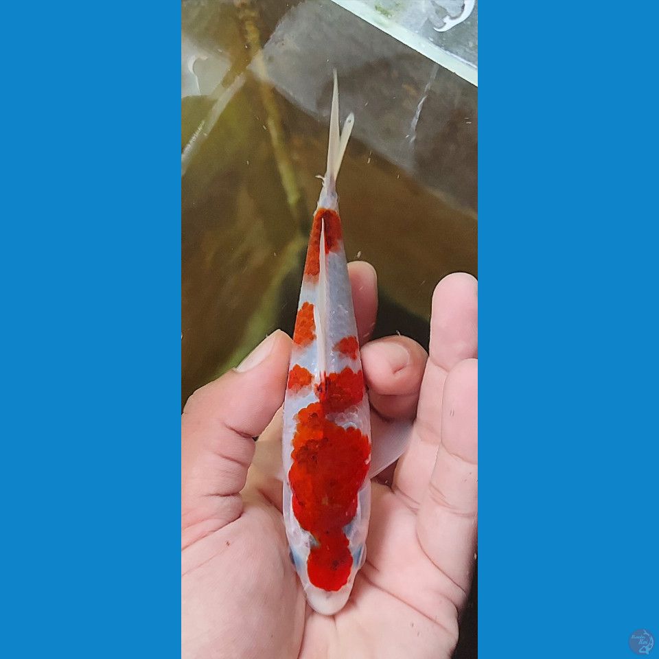 AI KOROMO SQ 15CM