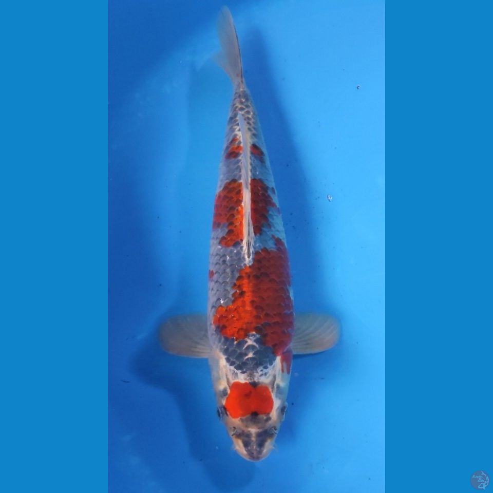 GHOSIKI HQ 33CM - FEEMALE