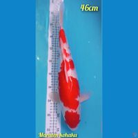 Kohaku Maruten