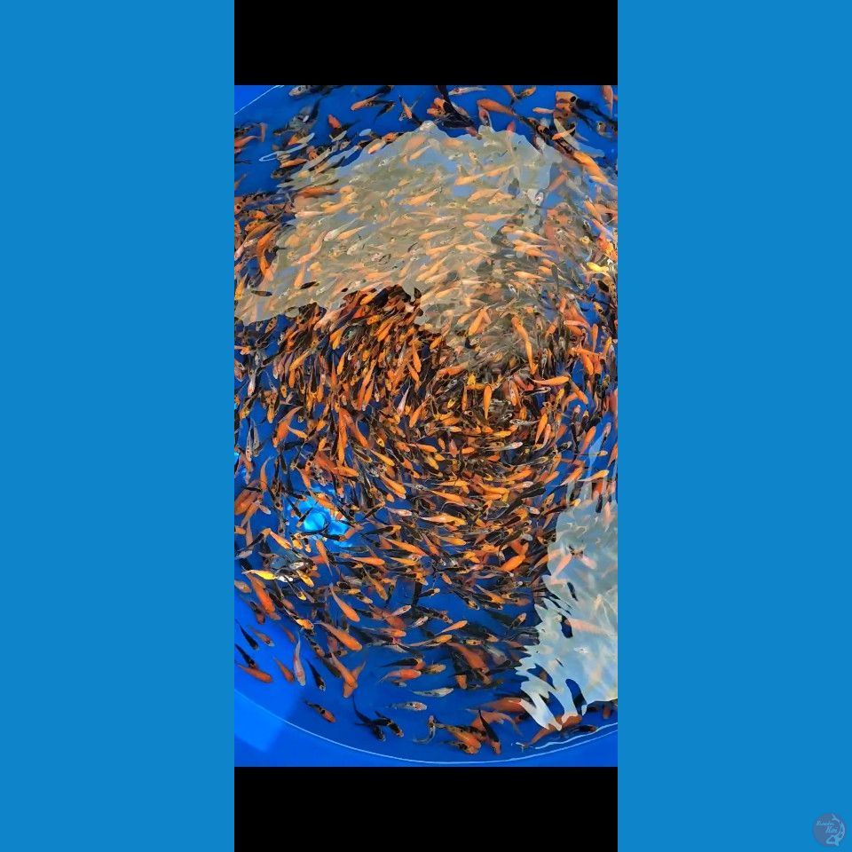 Bibit kohaku sanke 3-6cm 1500pcs