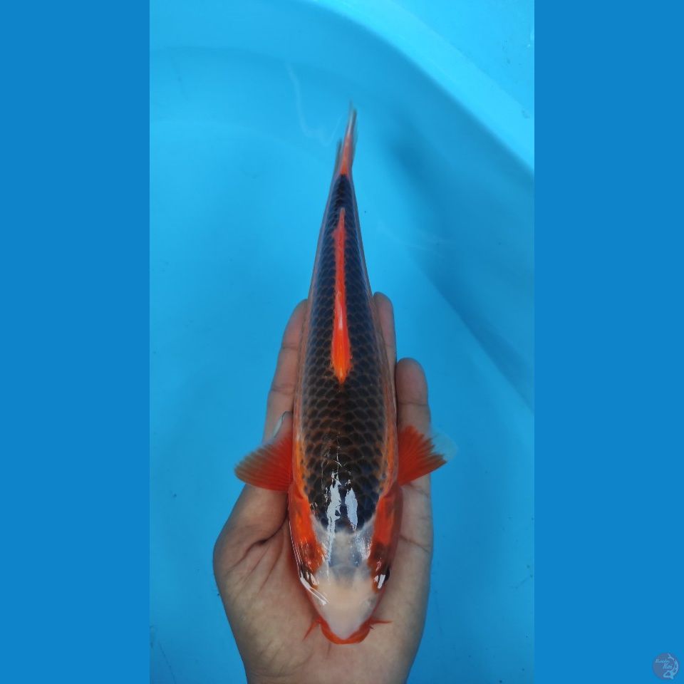 aka empat enam 26 cm