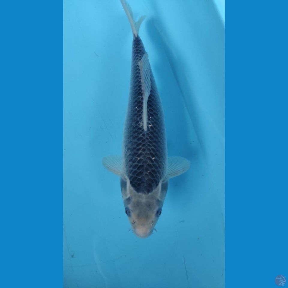 jumbo tosai asagi 30 cm
