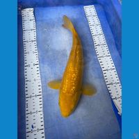 37 karashi ginrin lemon