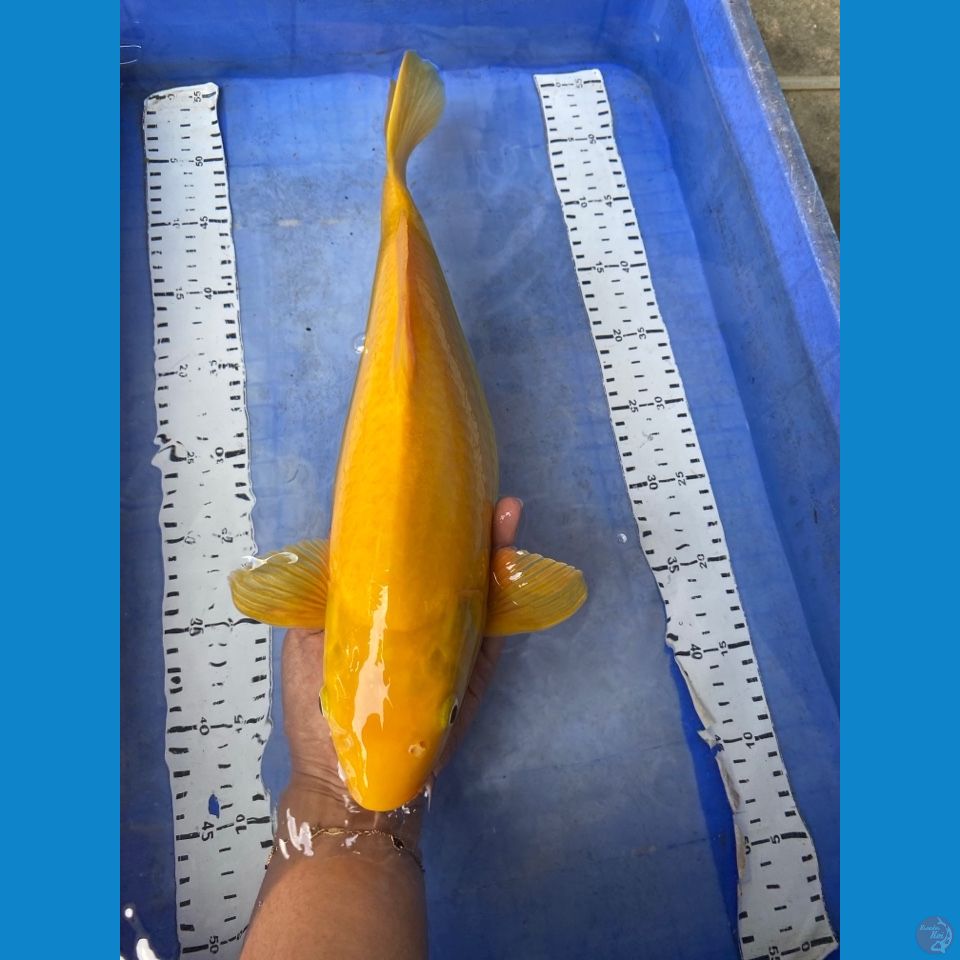 42 karashi lemon