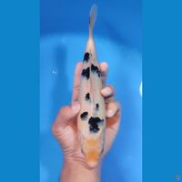 BEKKO 25CM - MALE 