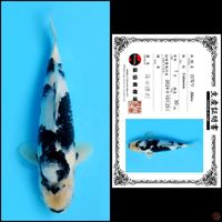 30cm - Shiro Import 