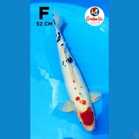 Tanco Sanke Jumbo 52cm