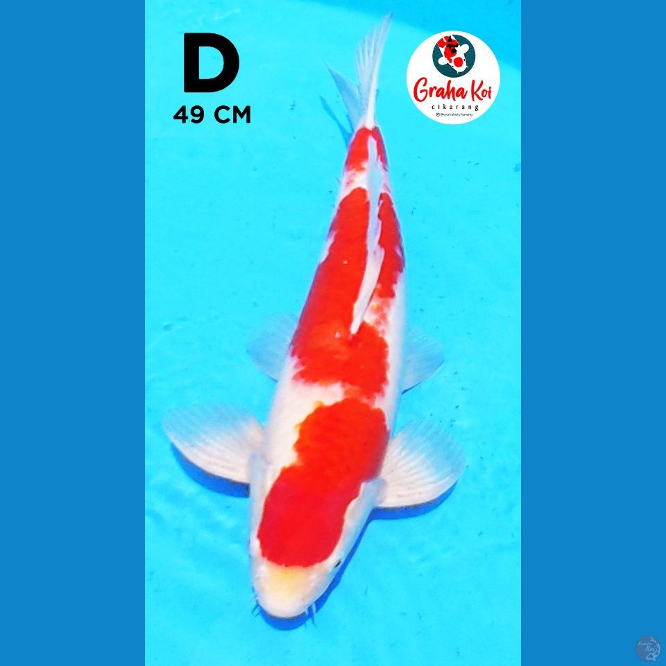 kohaku strong 49cm