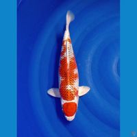 MARUTEN KUJAKU 34 CM