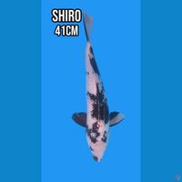 Shiro 