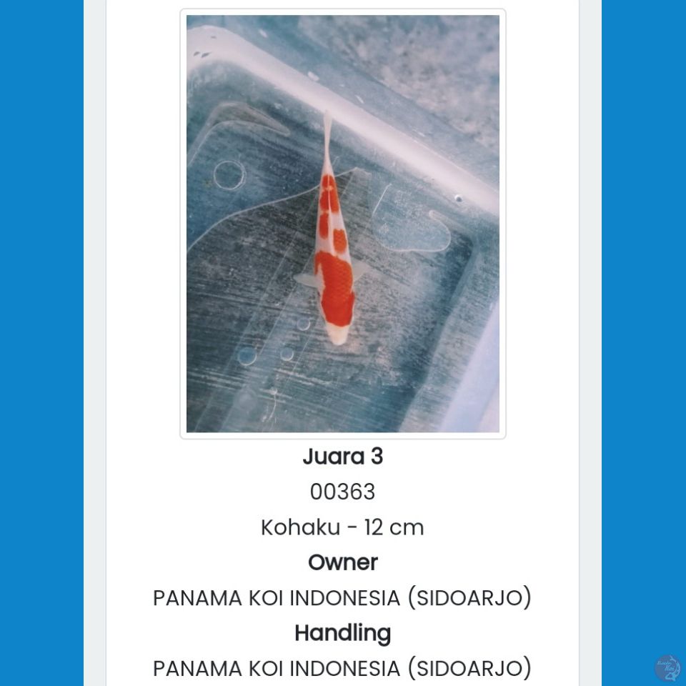 kohaku up to 12cm juara 3 all info solo