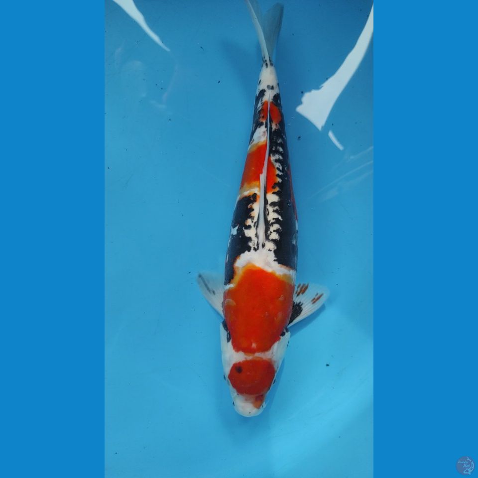 doitsu 39cm