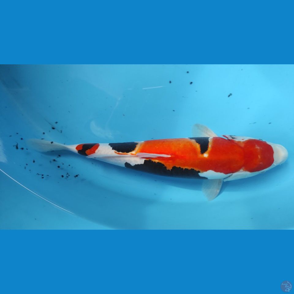 doitsu 36cm jantan