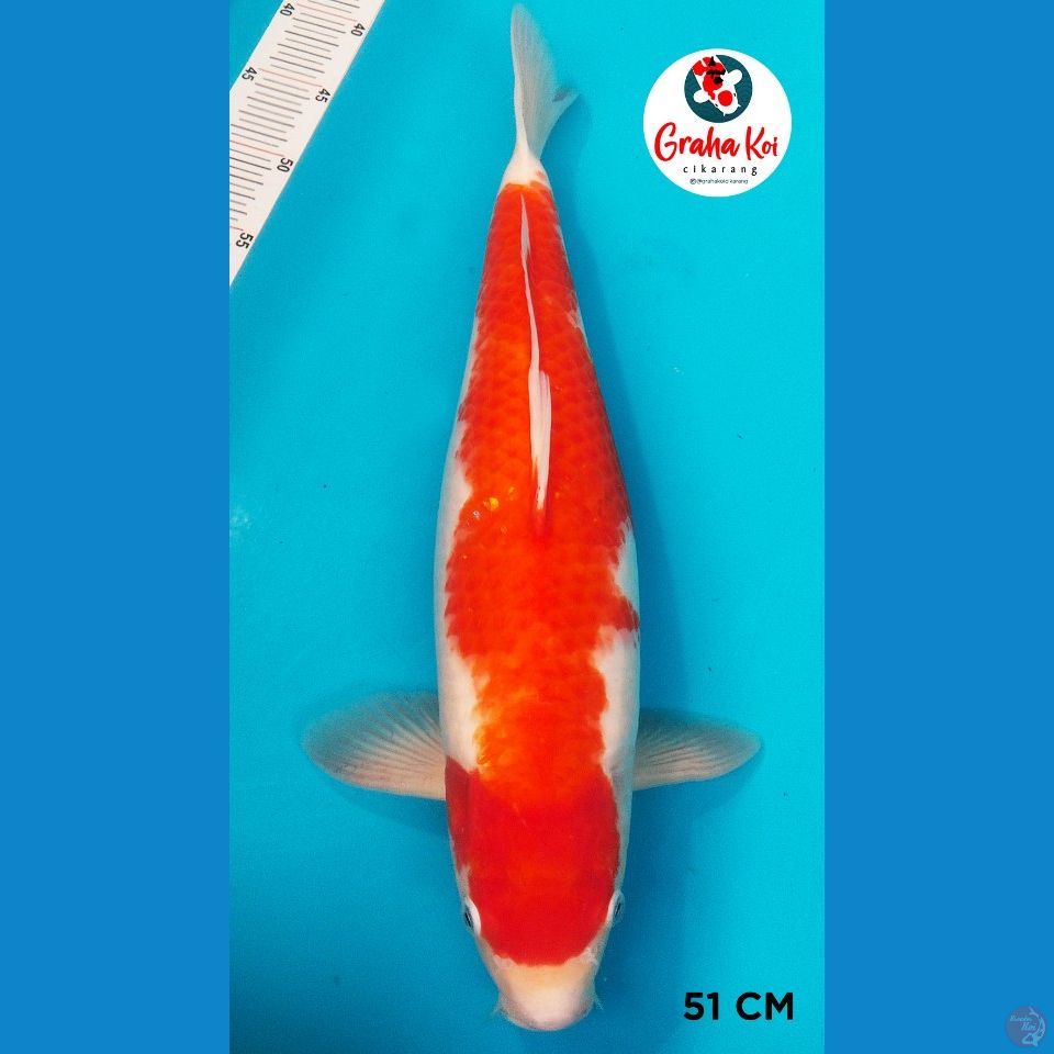 Kohaku Jumbo 51cm