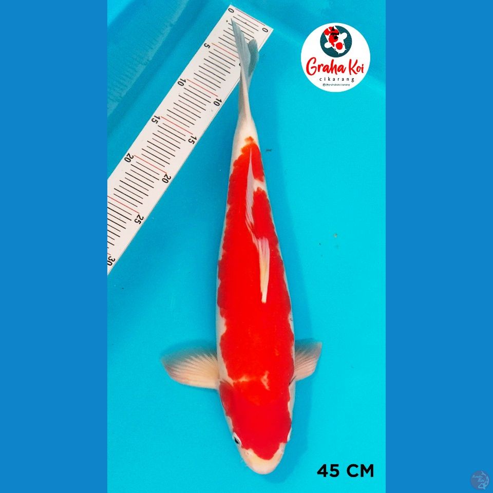 Kohaku 45cm