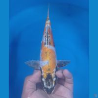KIKO 30CM