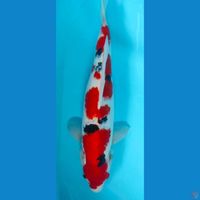 sanky HQ 40cm