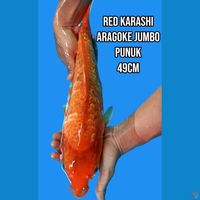 Red Karashi Aragoke Jumbo Punuk