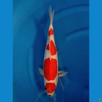 MARUTEN SHOWA DOITSU TATEGOI 40CM