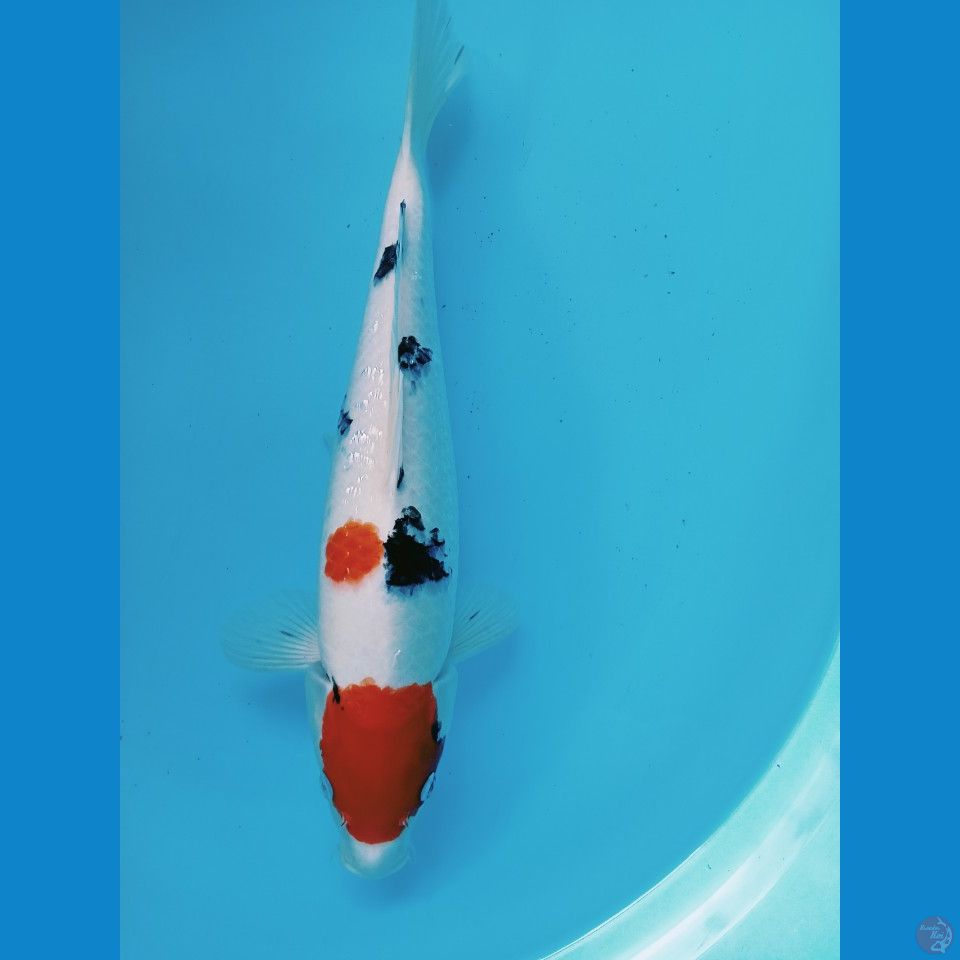 tancho sanky 39cm