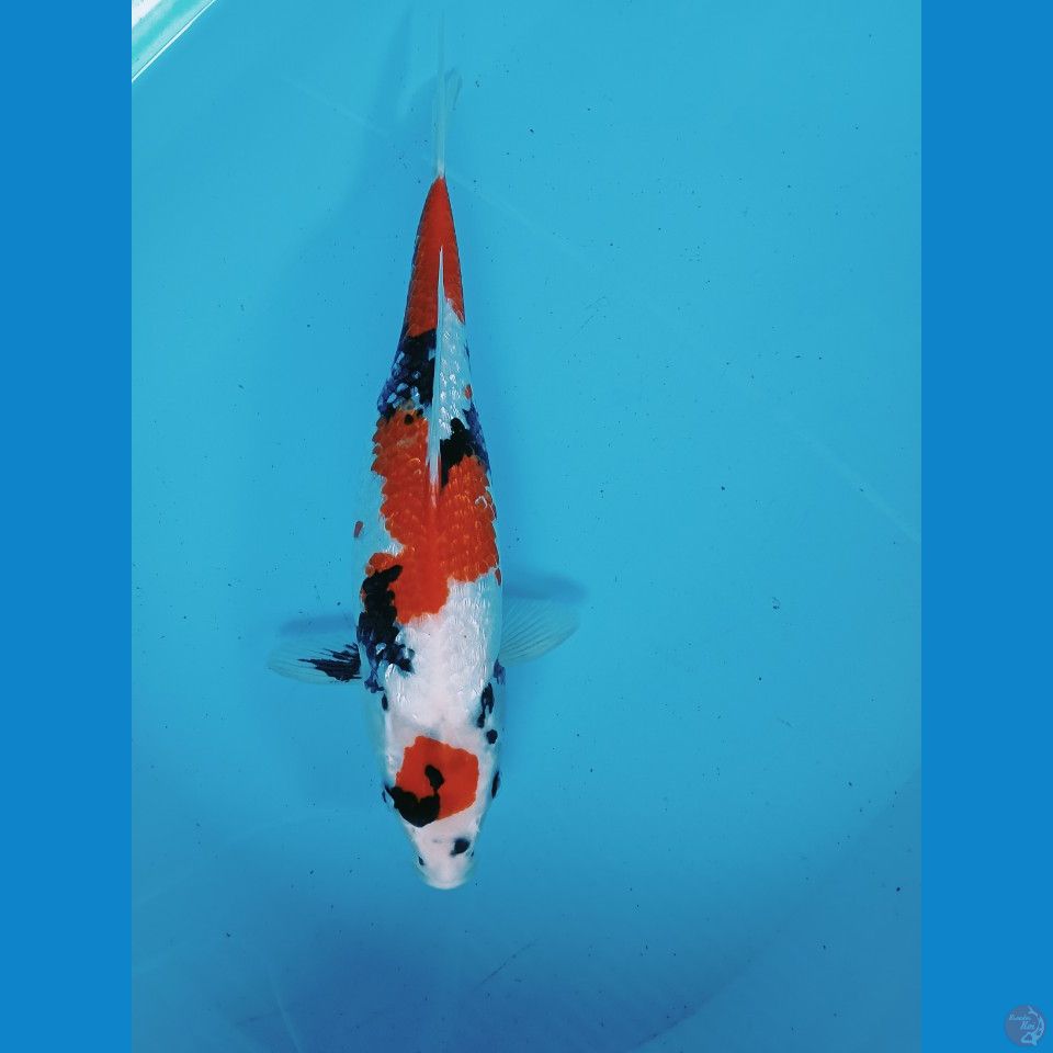 showa 33cm