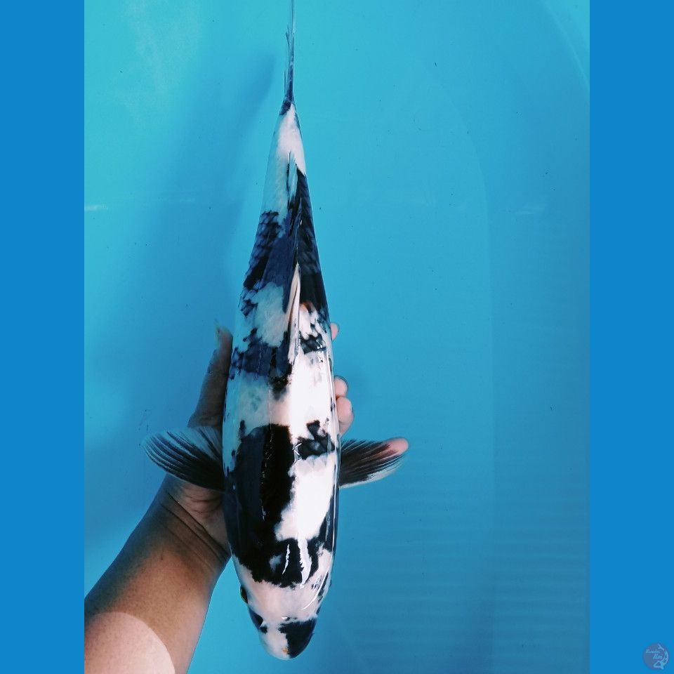 shiro 40cm