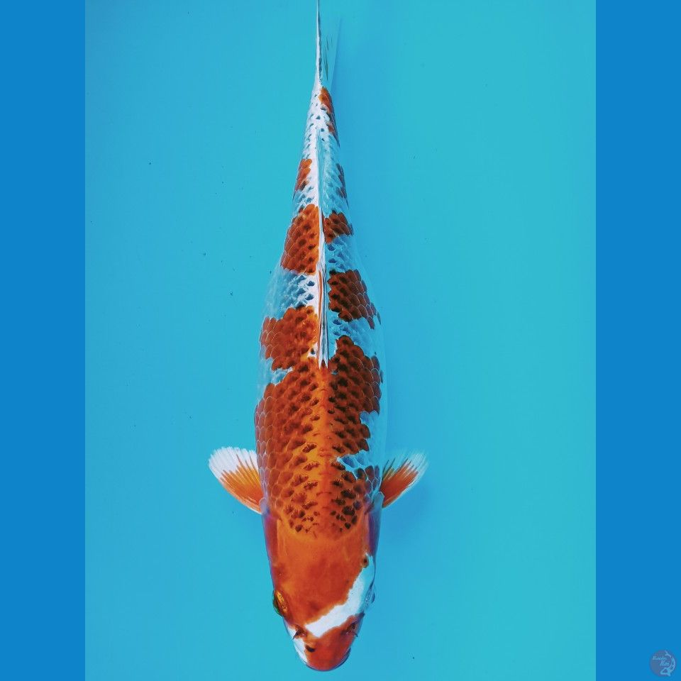 kojaku 38cm