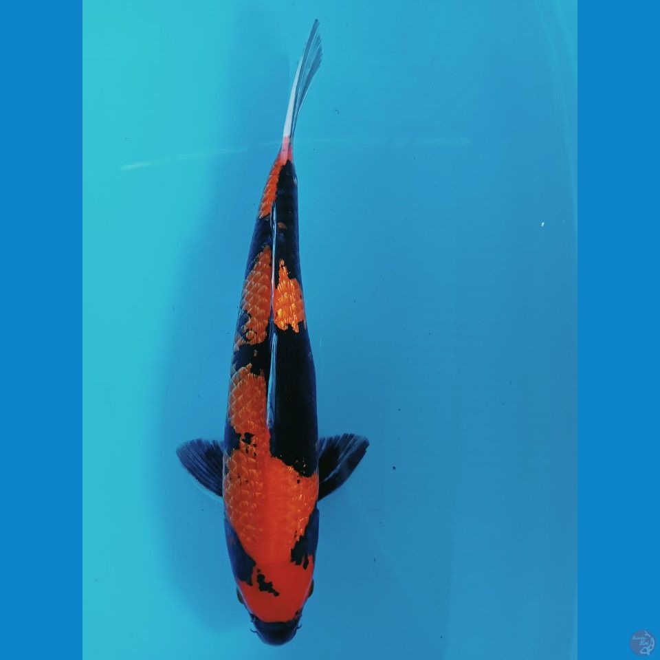 40cm jantan