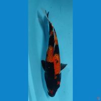 showa 31cm