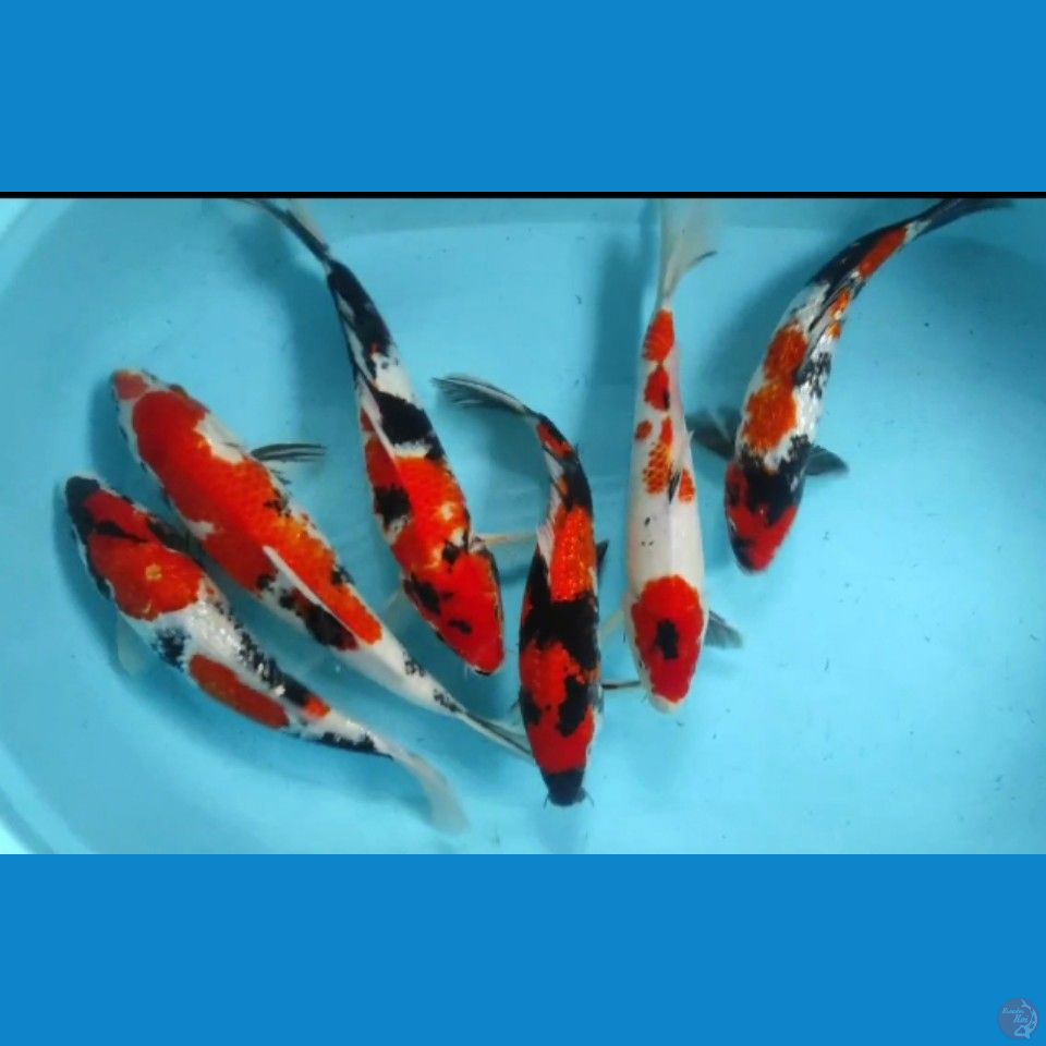 showa 30-35cm 6 ekor