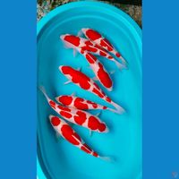 kohaku line akf 5male 2fimale 
