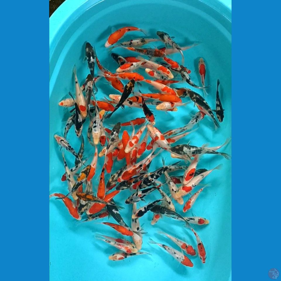 mix sanke showa Doitsu sisik 10-16cm 100 ekor