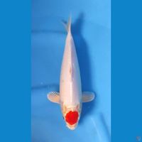 TANCHO KOHAKU ORIGINAL 28CM 