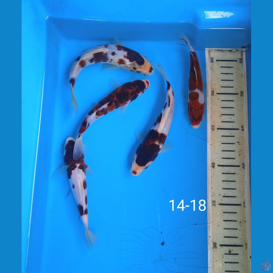 goromo 14-18cm