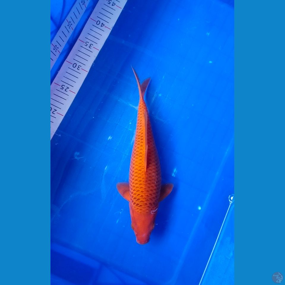 Karamel Jaring istimewa