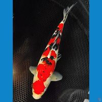 sanke 28cm