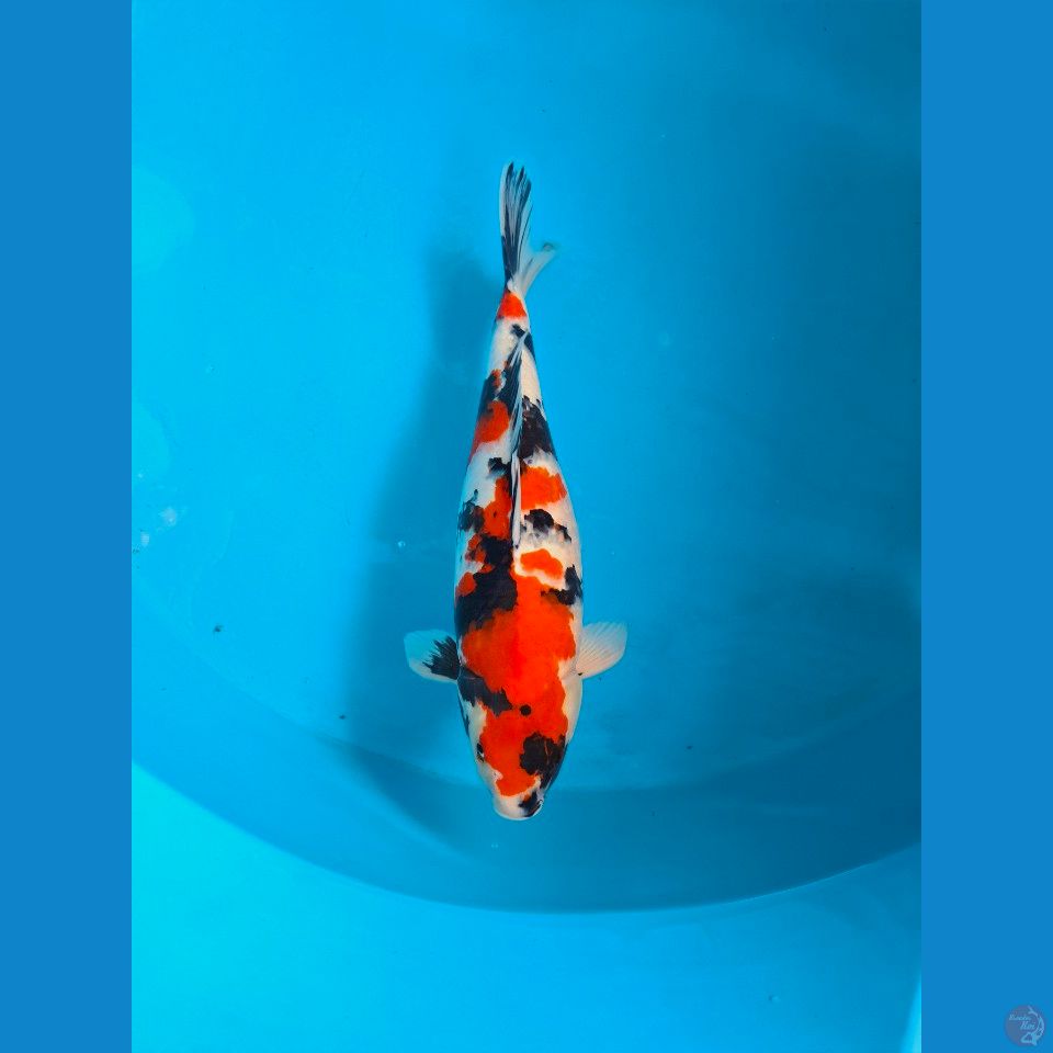Kindai showa 47cm Female