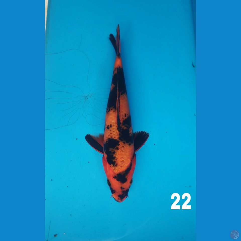 hi utsuri,22cm