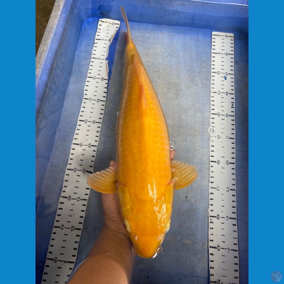 ak5 karashi lemon 48 punuk