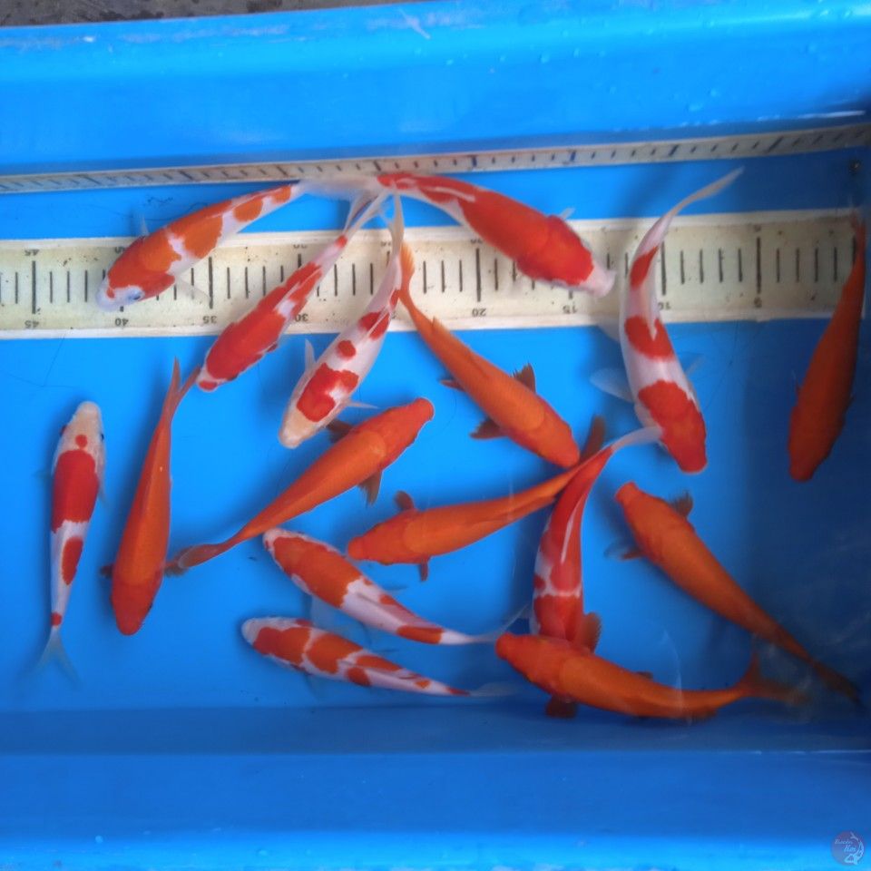 kohaku 15-18cm