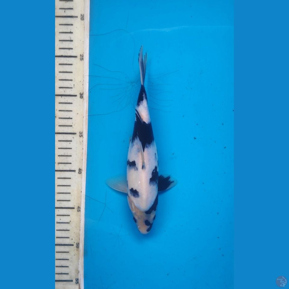 Shiro, 23cm