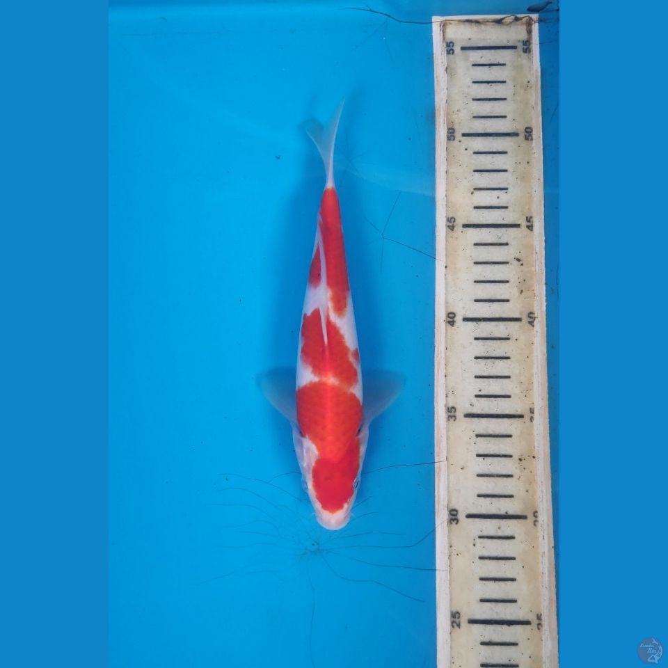 Kohaku, 21cm