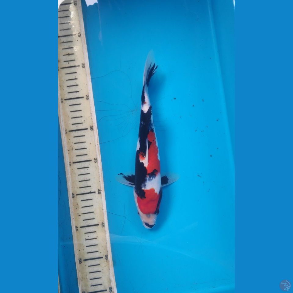 Showa, 26cm
