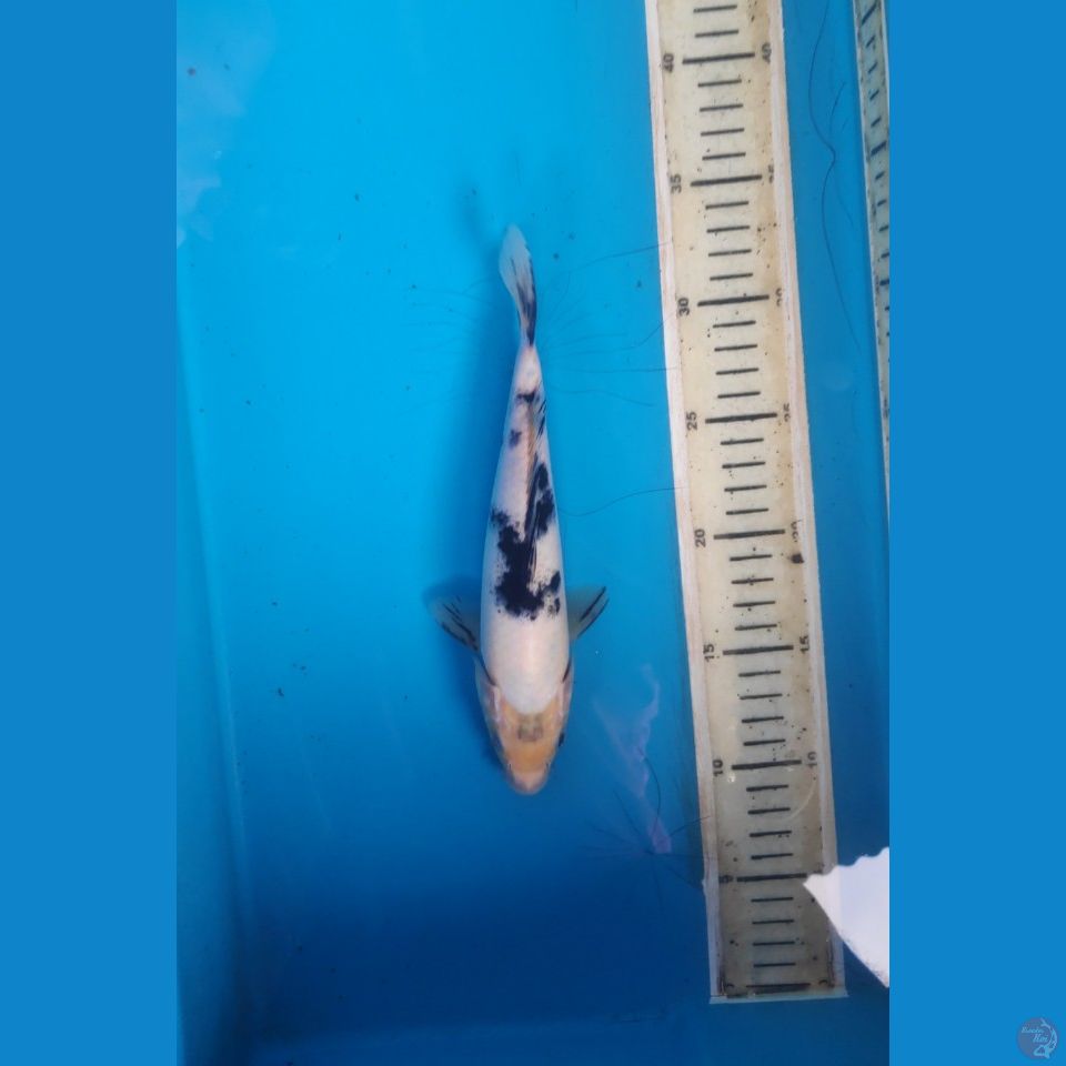 Bekko, 23cm