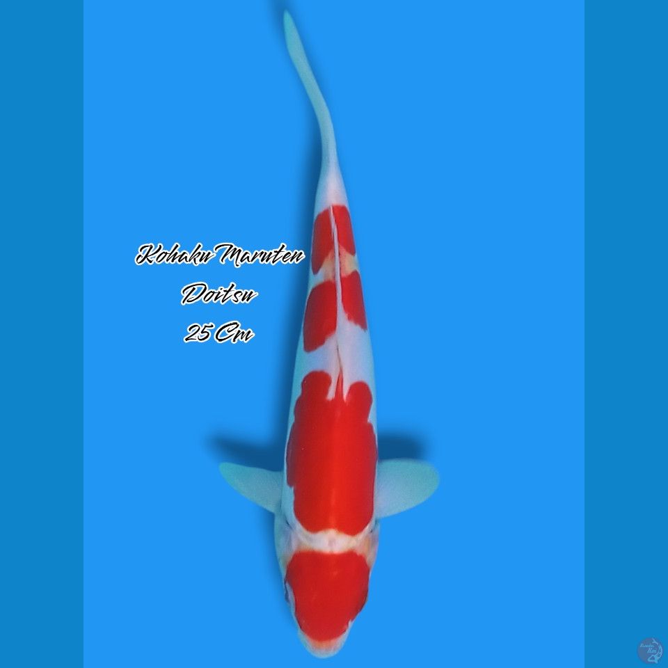 Maruten Kohaku Doitsu 