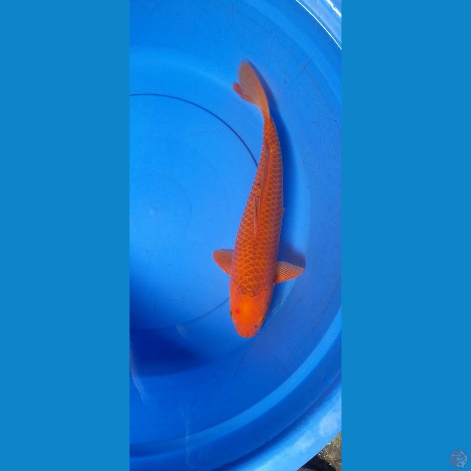 KARAMEL 40CM