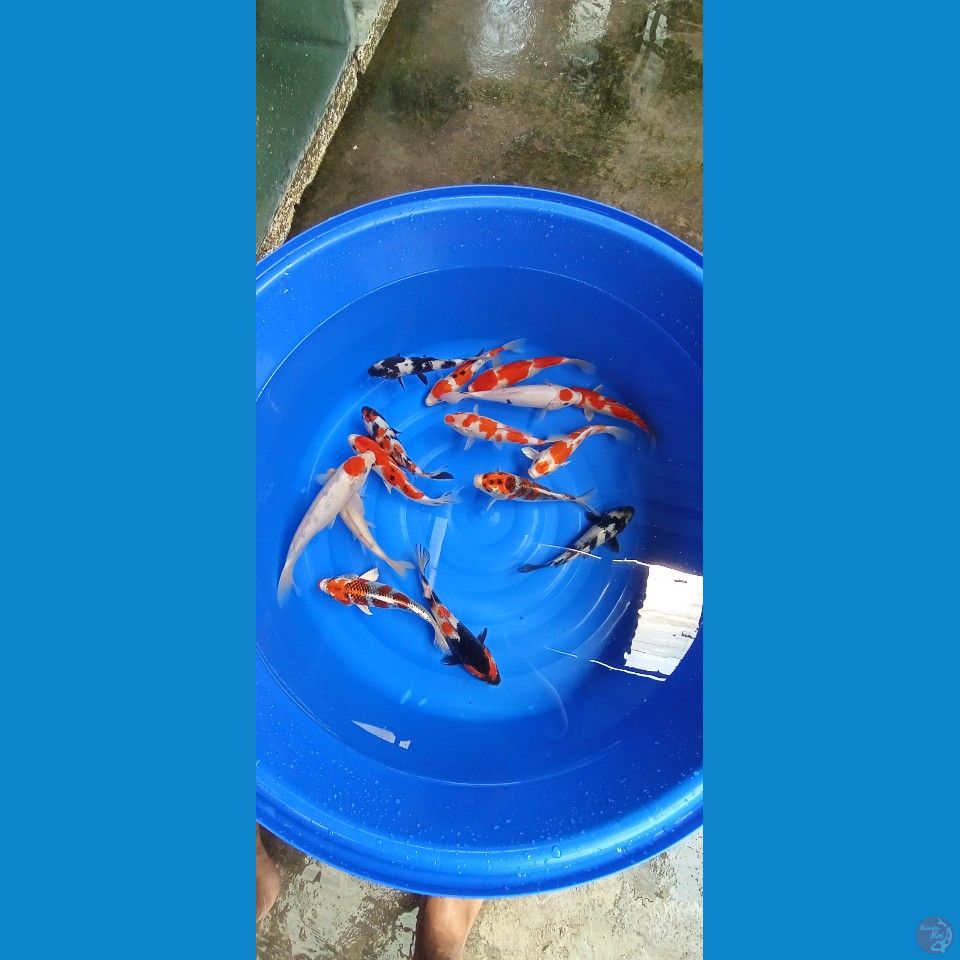 Paket SIZZE 21-27 CM 15 EKOR